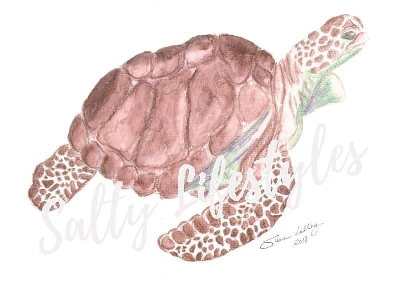 Sea Turtle